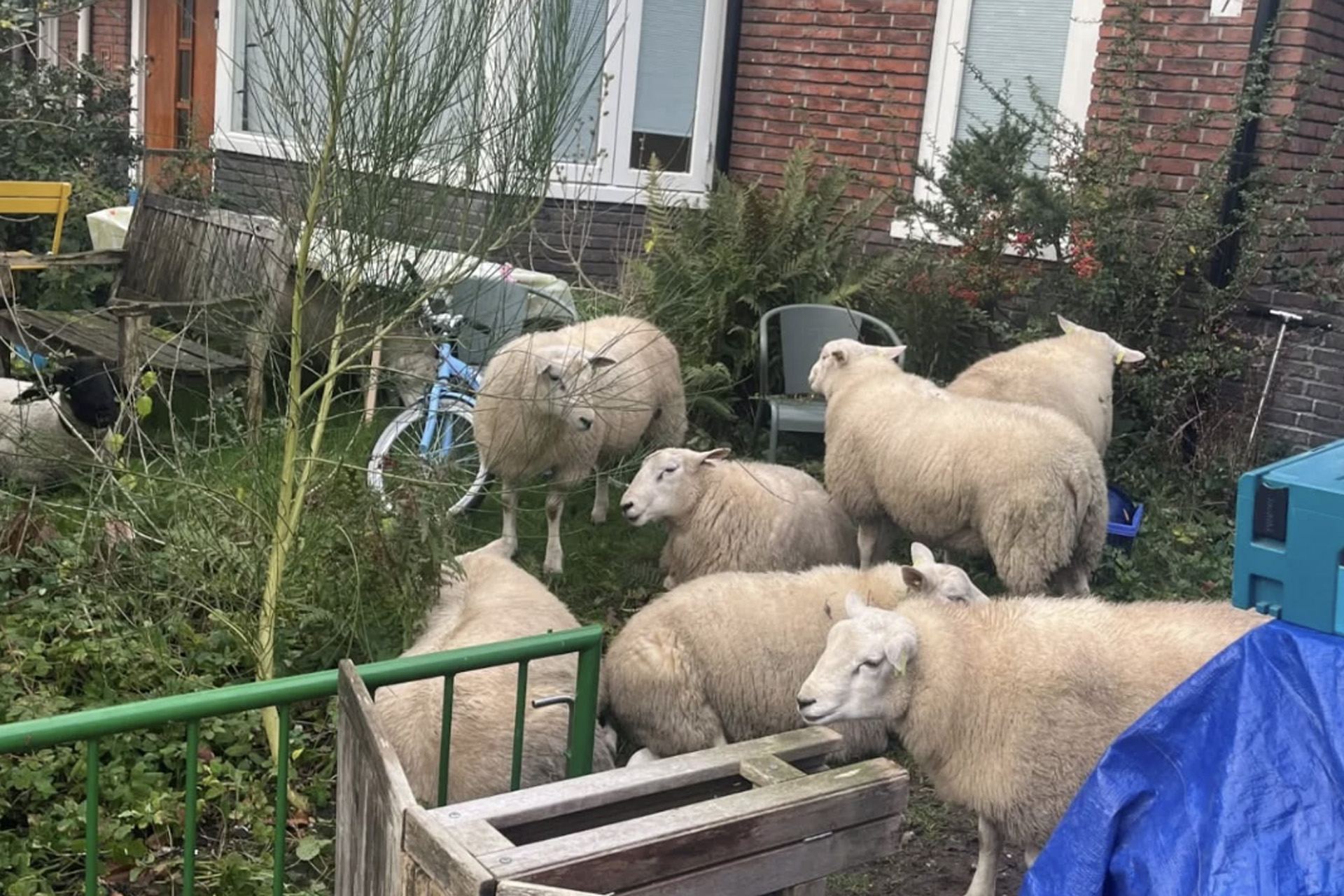 Politie haalt tien loslopende schapen van N-weg