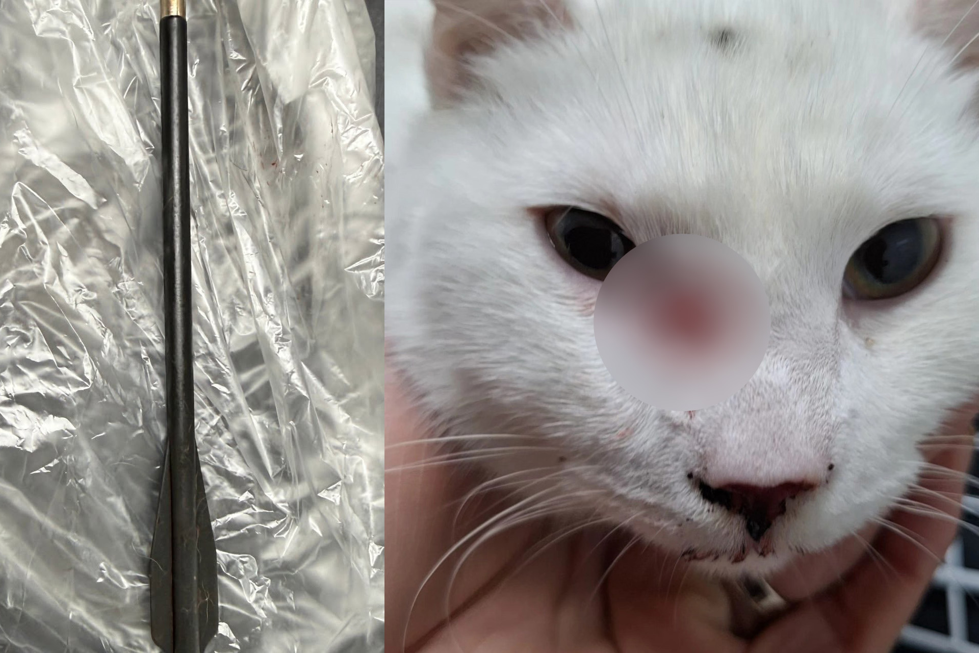 Twee katten beschoten met kruisboog