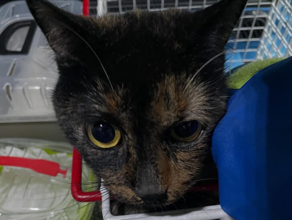 590480347_18088574099488868_2710707845867020606_n - 112 Nederland