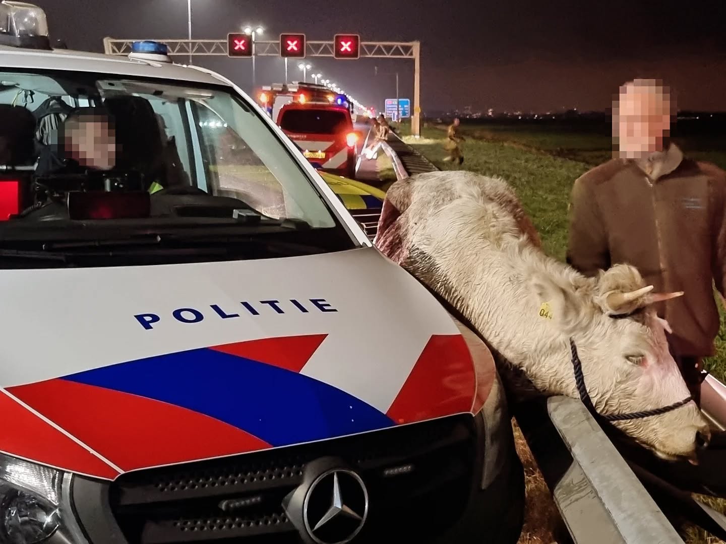 Losgebroken stier rent snelweg op