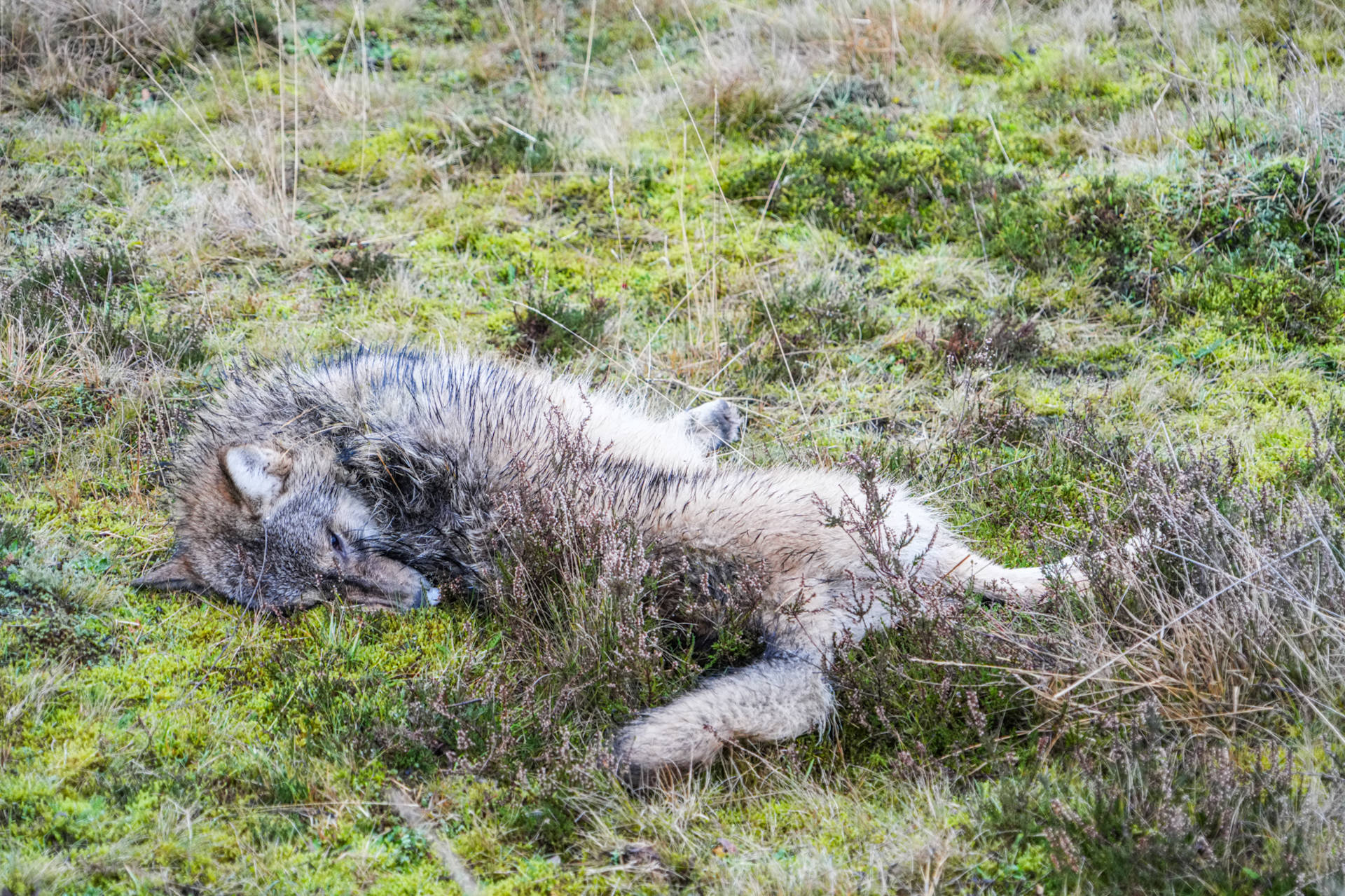 Jonge dode wolf gevonden langs de weg