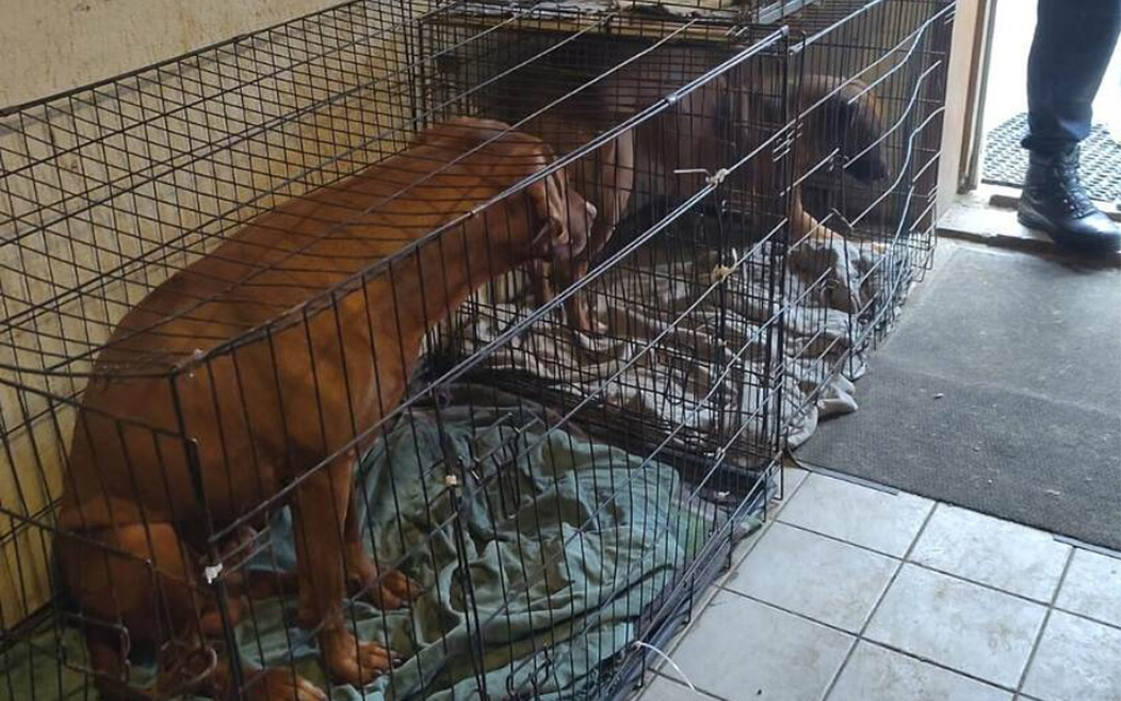 84 verwaarloosde honden in beslag genomen, agent mishandeld bij fokkerij