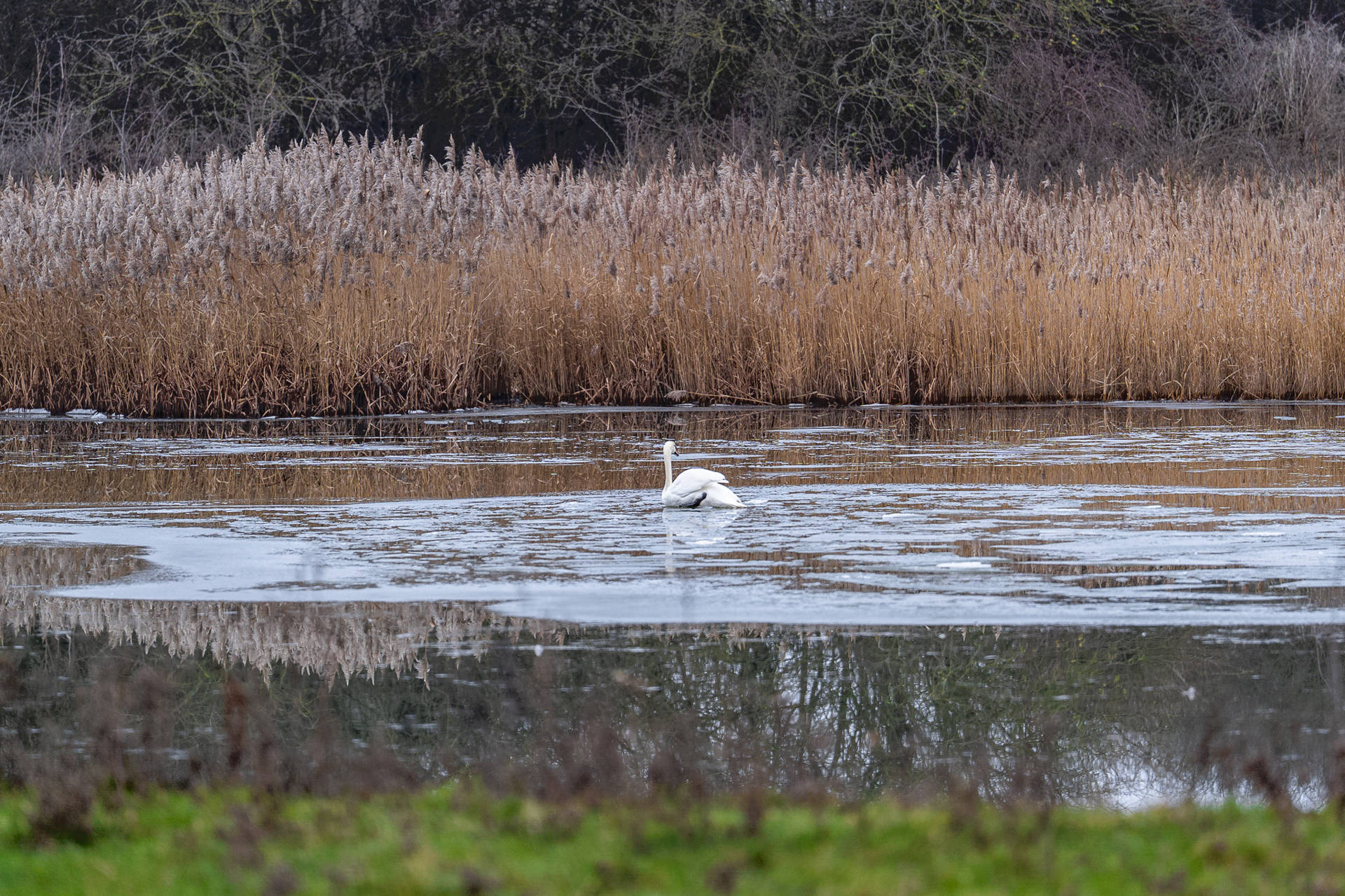 Brandweer probeert zwaan op het ijs te redden