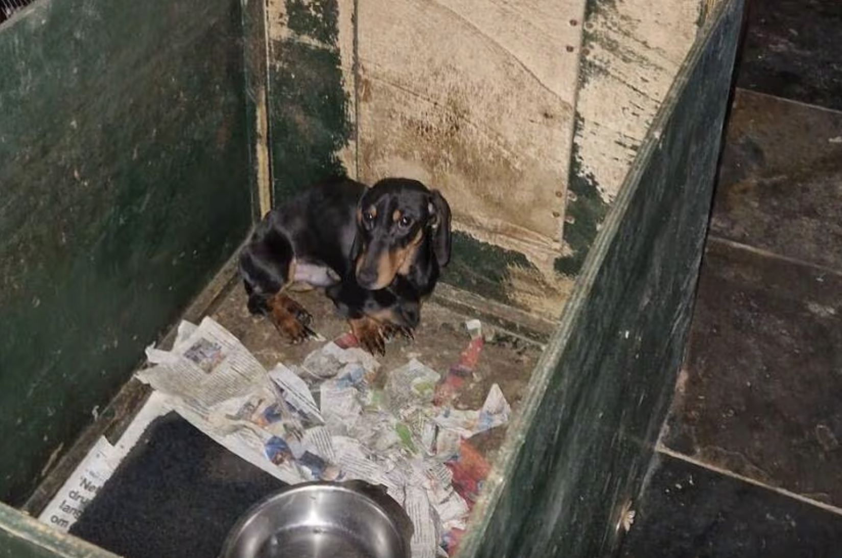 36 teckels weggehaald bij fokker na slechte verzorging