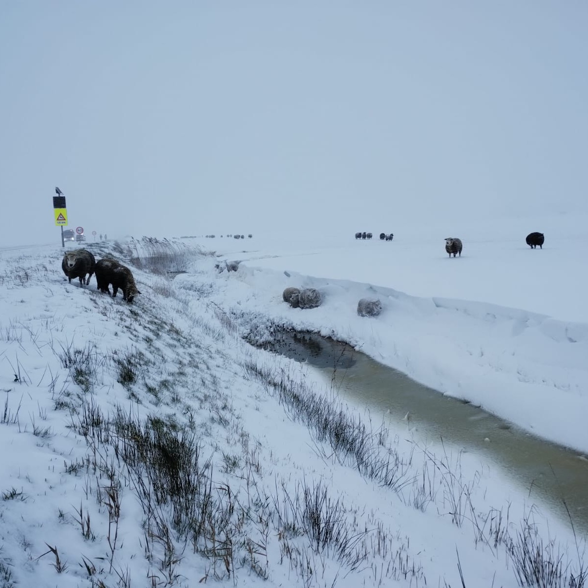 Meerdere schapen in de problemen, één schaap overleeft het niet