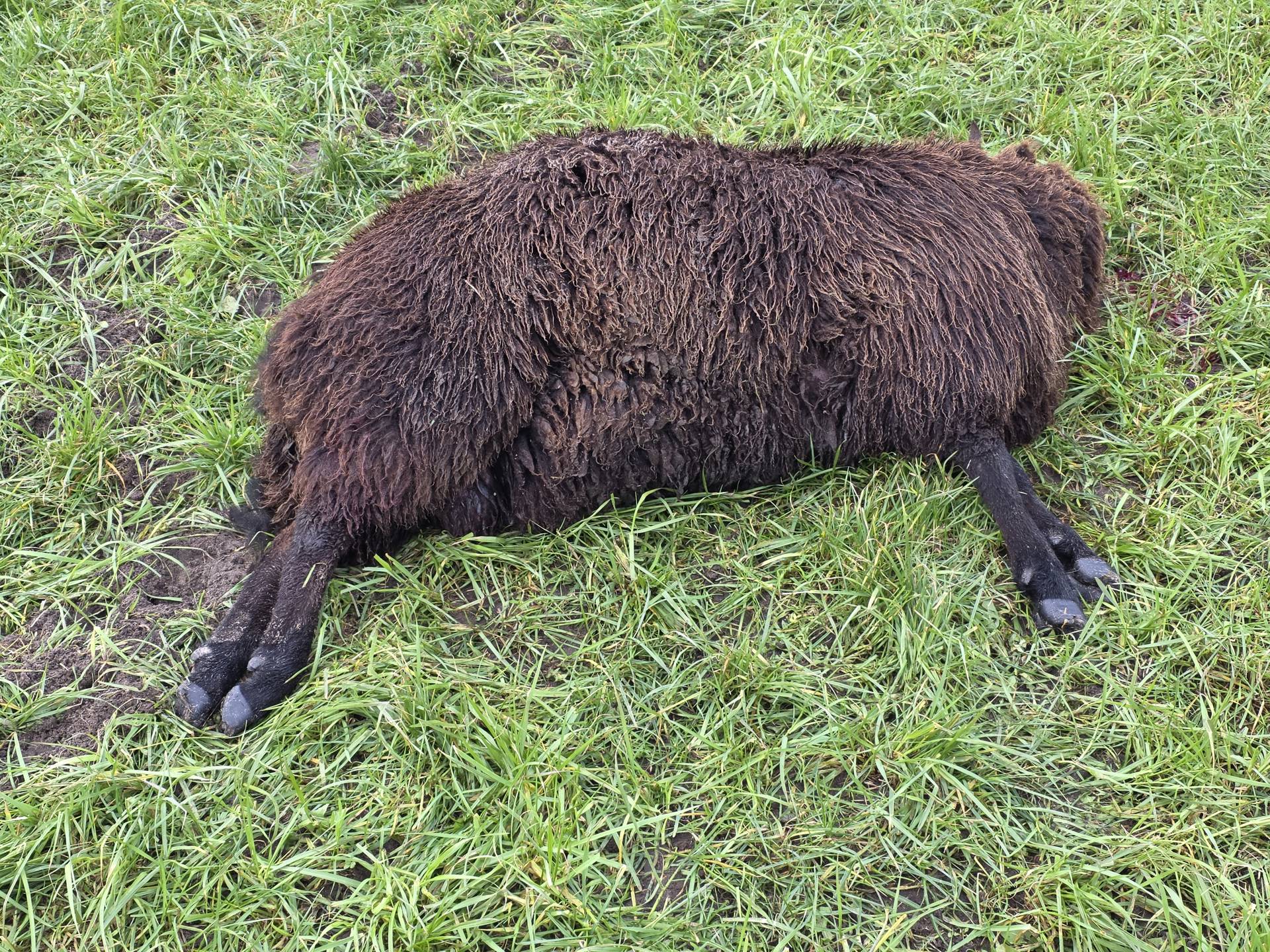 Meerdere dode schapen gevonden, vermoedelijk wolvenaanval