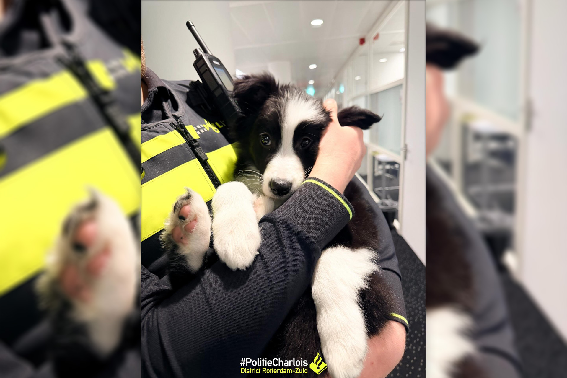 Piepende puppy urenlang in de kou op balkon; politie redt dier