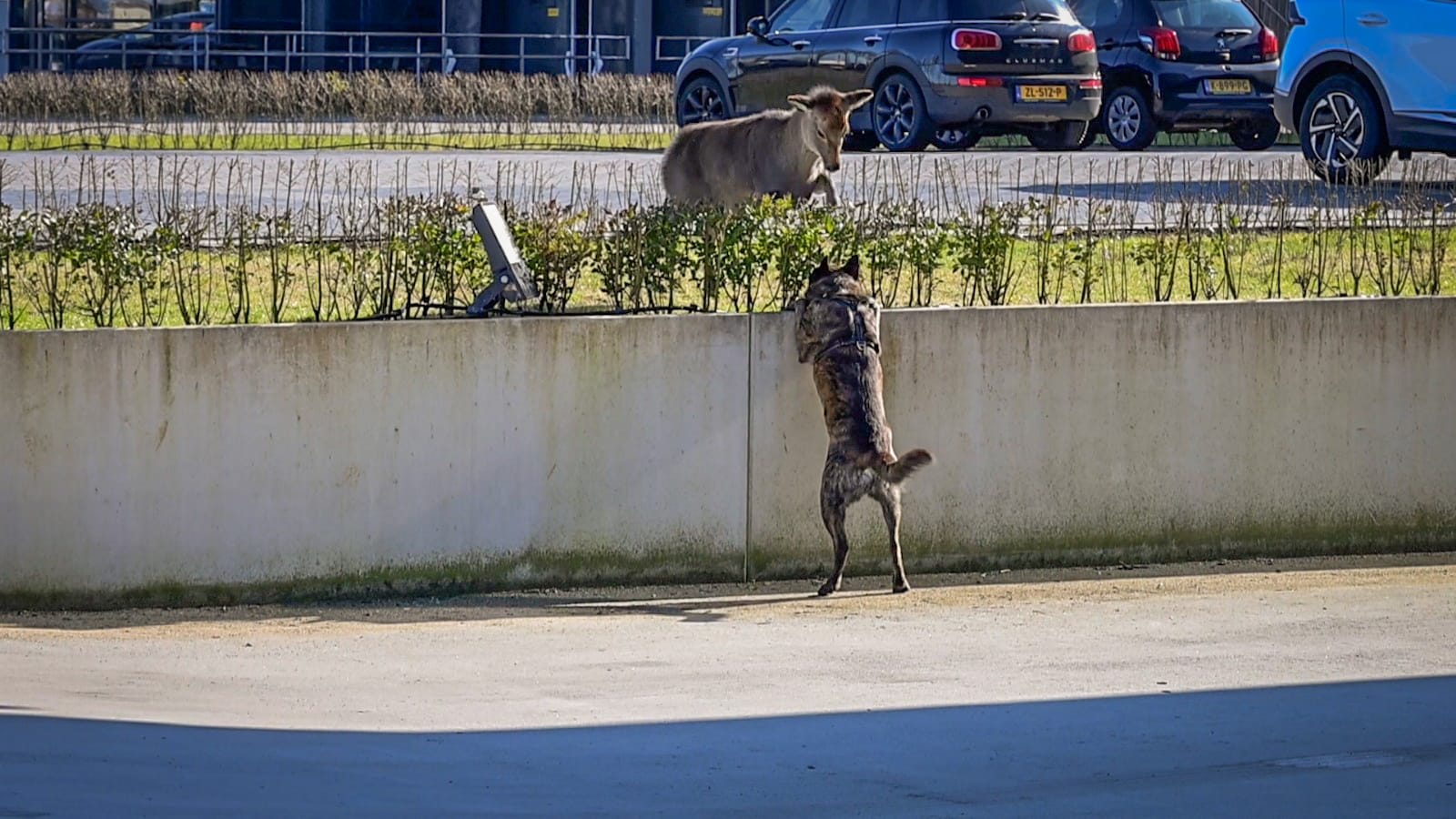 Loslopende hond jaagt ree de dood in