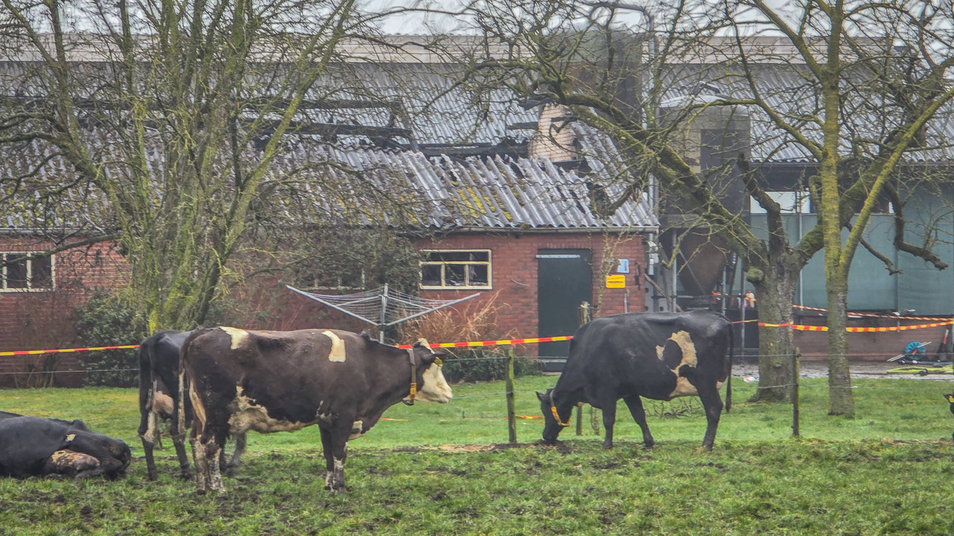 Koeien omgekomen bij grote brand in stal