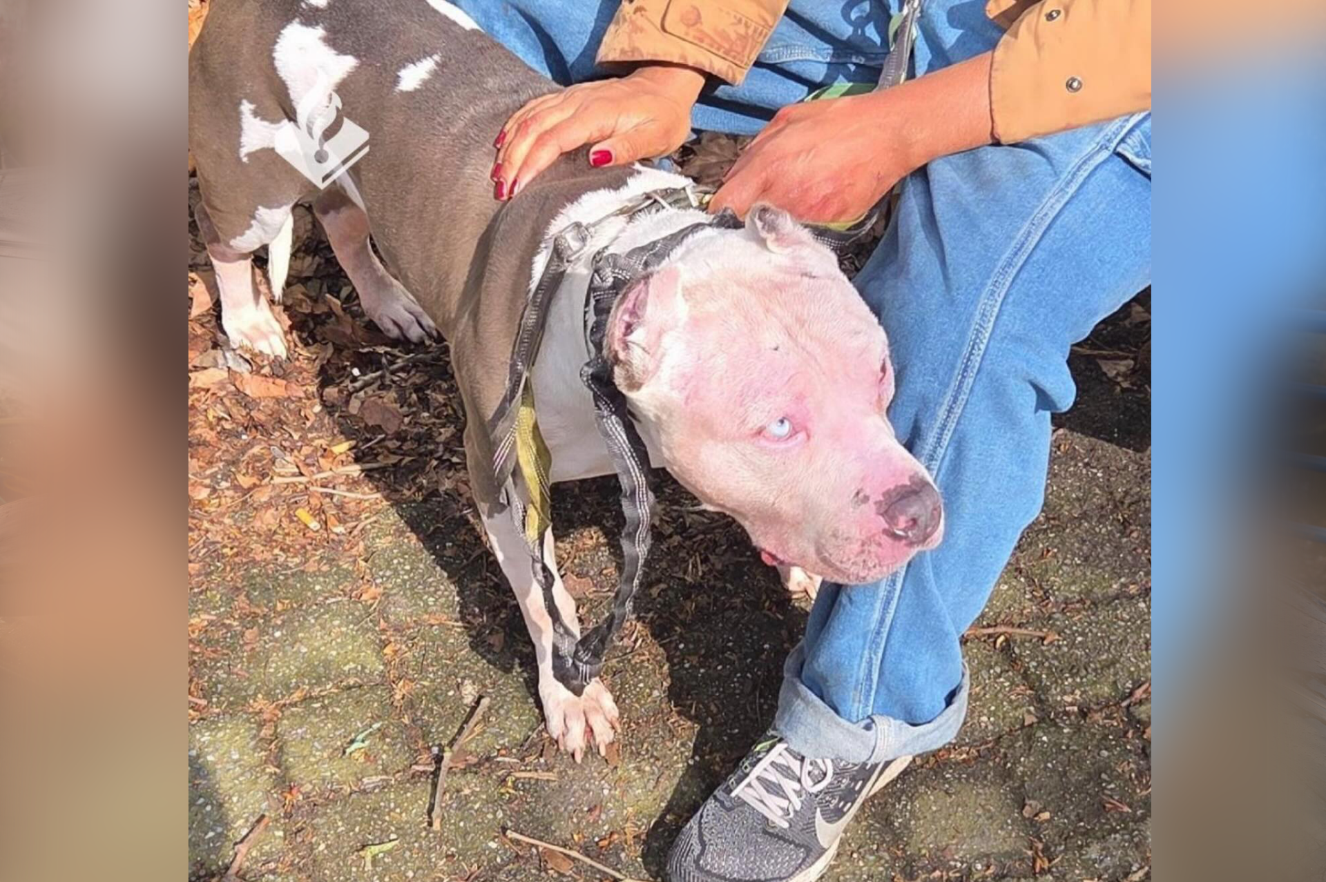 Pitbull in beslag genomen na ernstig bijtincident op plein