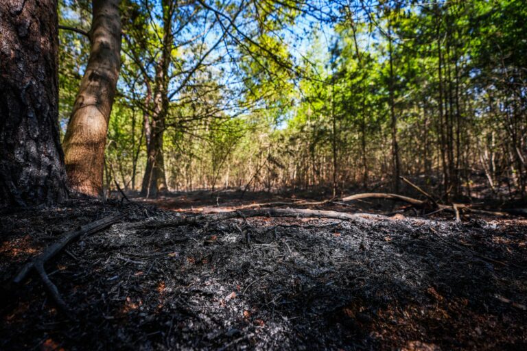 Bosbrand in moeilijk toegankelijk dennenbos