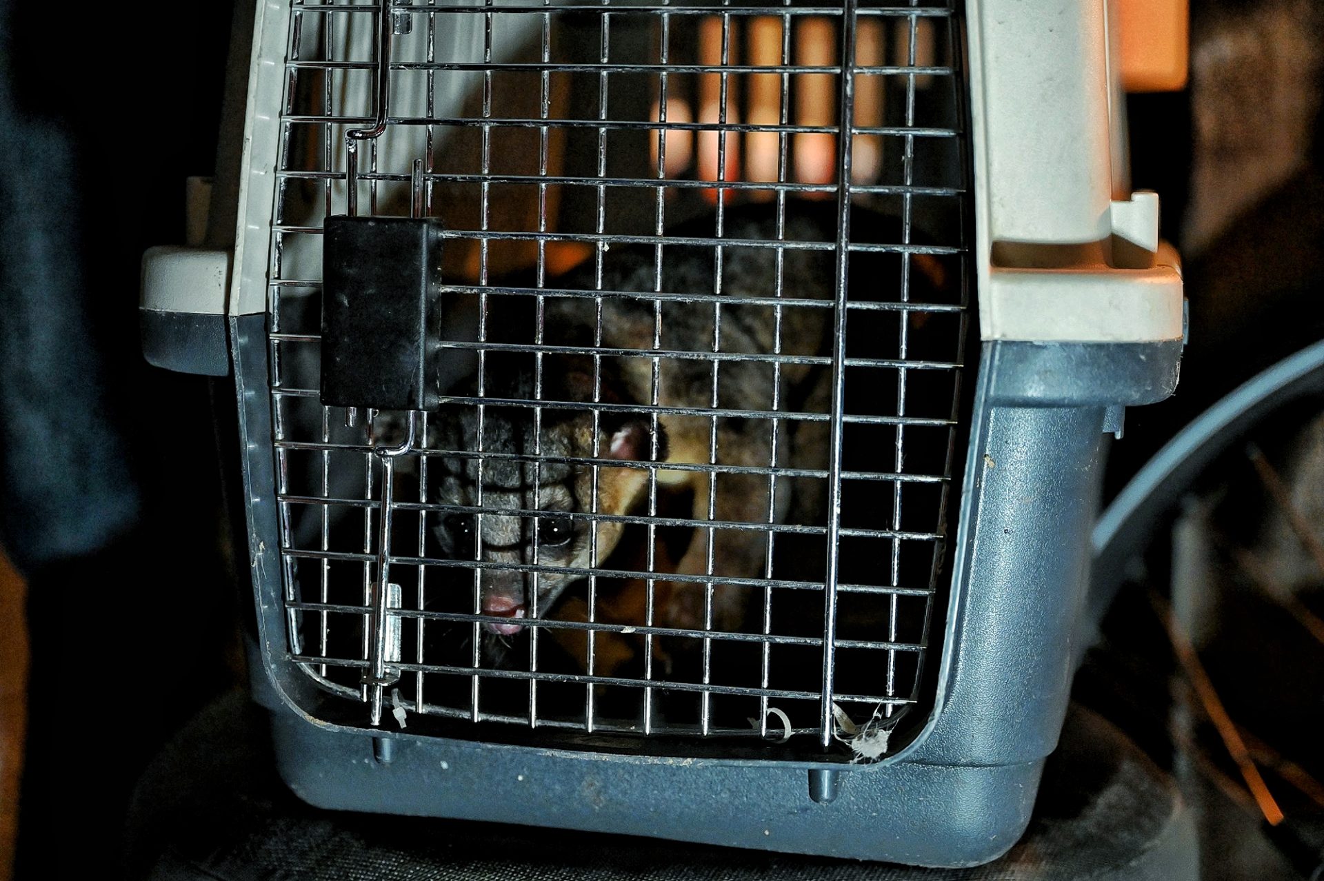 Kinkajou ontsnapt uit dierenpark en verstopt zich in container