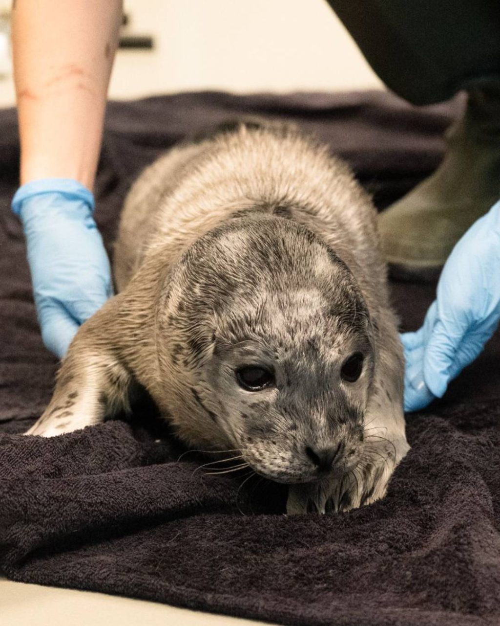 SCHATTIG: Eerste jonge zeehond van seizoen opgevangen