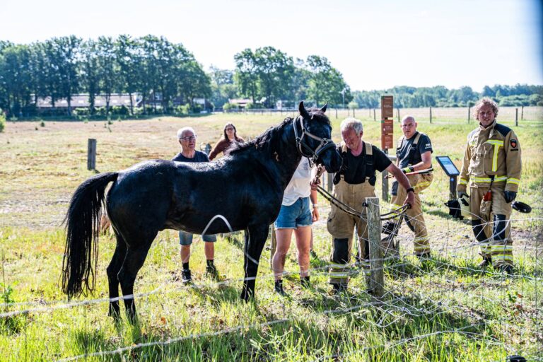 Paard bevrijd uit hekwerk na ontsnapping
