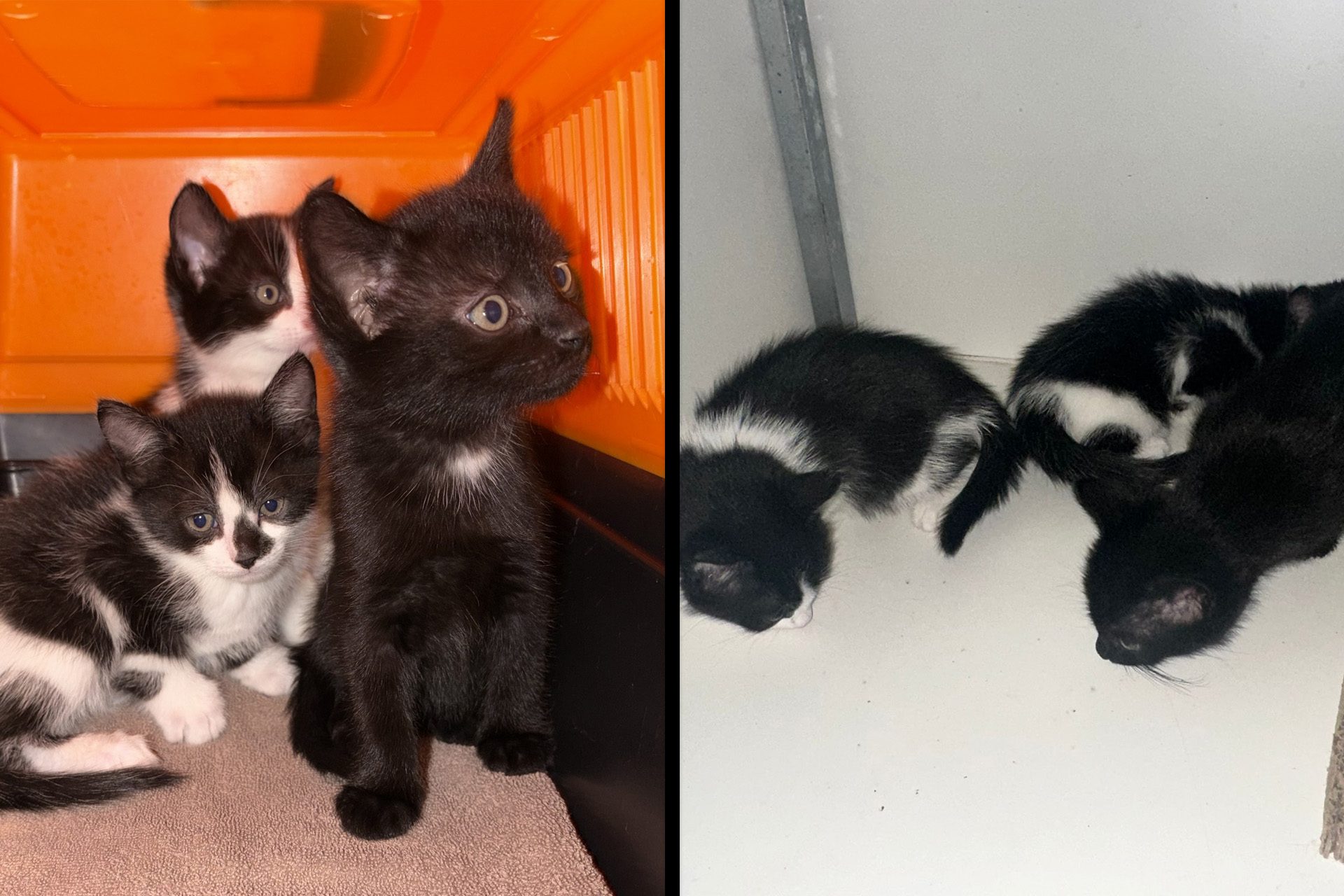 Conducteur krijgt reistas met gevonden kittens in handen gedrukt