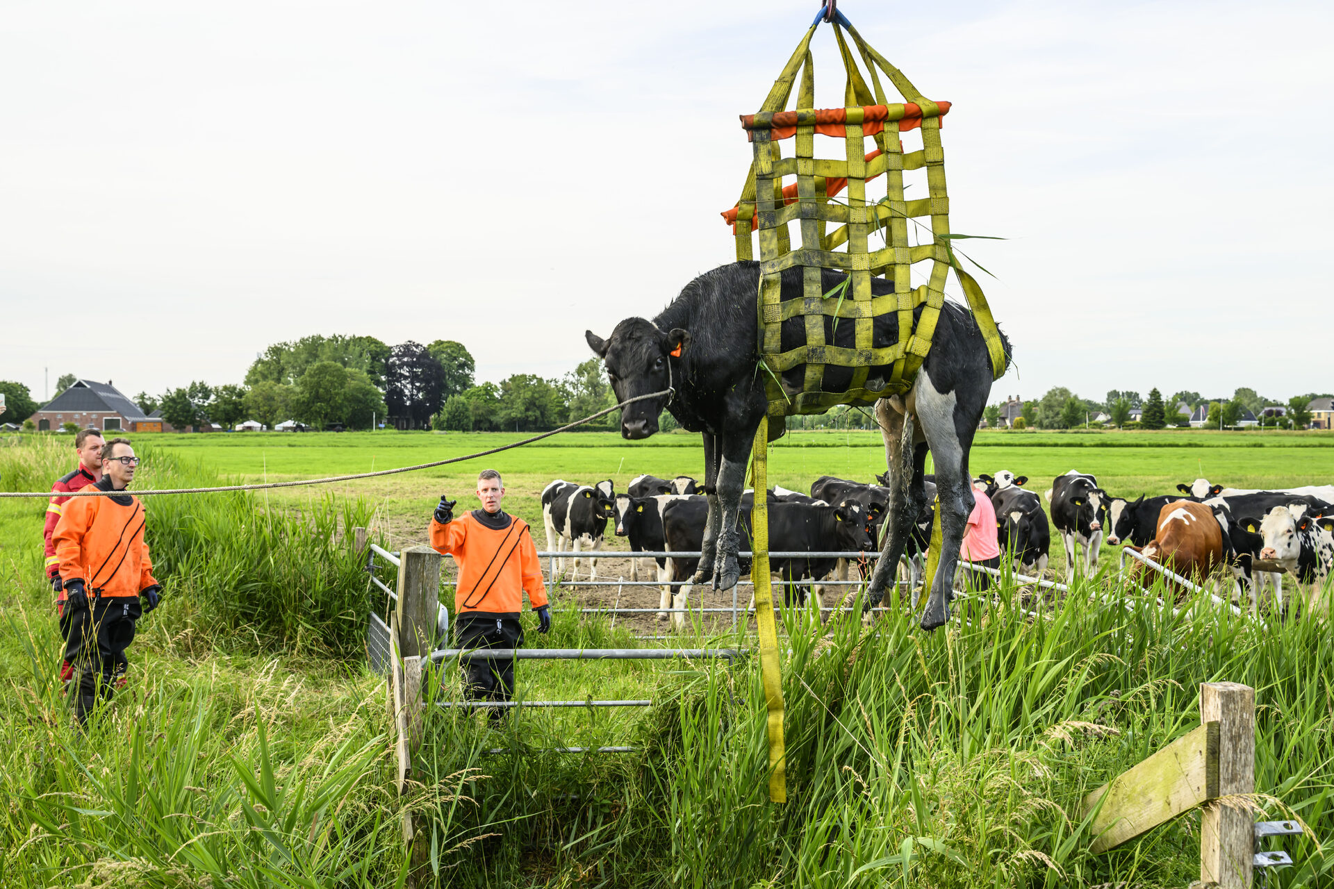 Brandweer redt binnen korte tijd koe én paard uit sloot bij Delfzijl