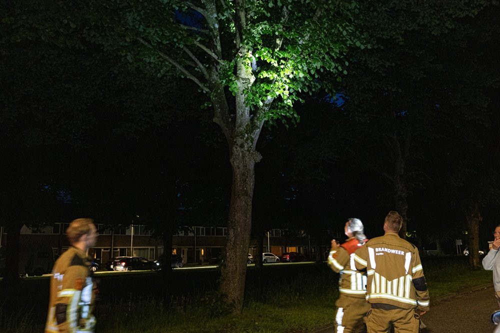Vrouw vast in boom bij reddingspoging papegaai in Drachten