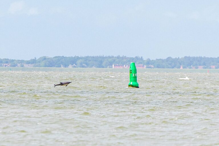 Meerdere dolfijnen gespot voor de Nederlandse kust