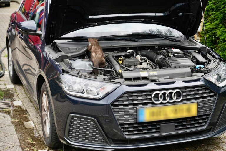 Twee marters verstopt onder motorkap