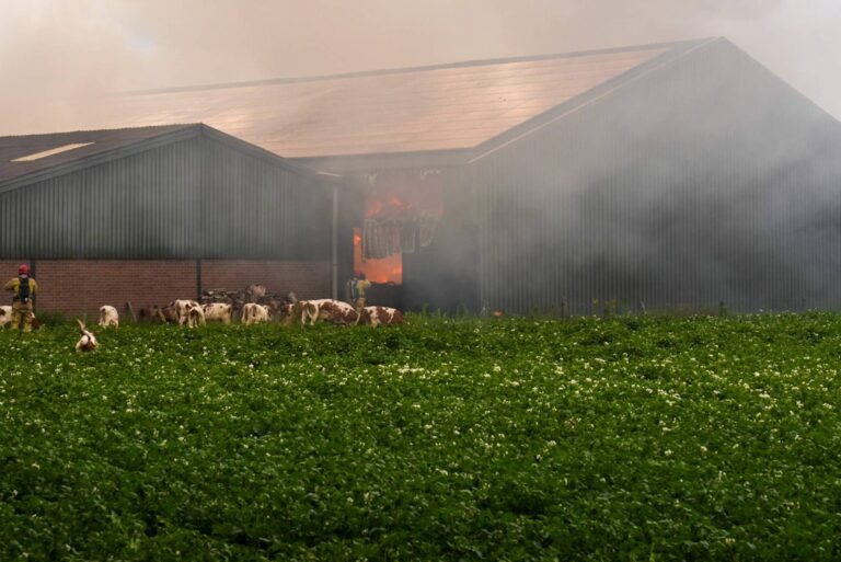 Grote brand in koeienstal, dieren uit stal gehaald