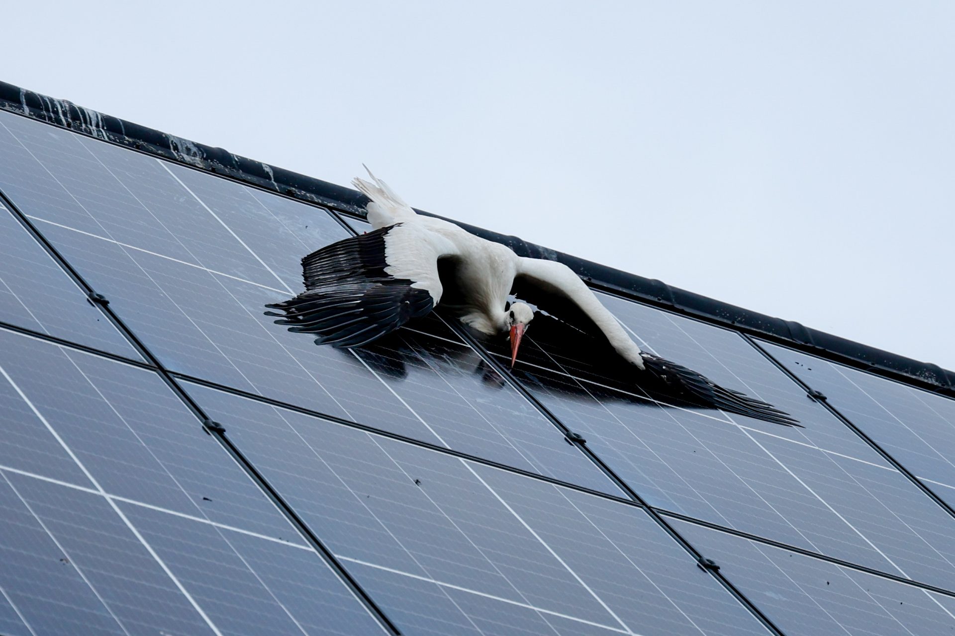 Ooievaar klem tussen zonnepanelen, brandweer schiet te hulp