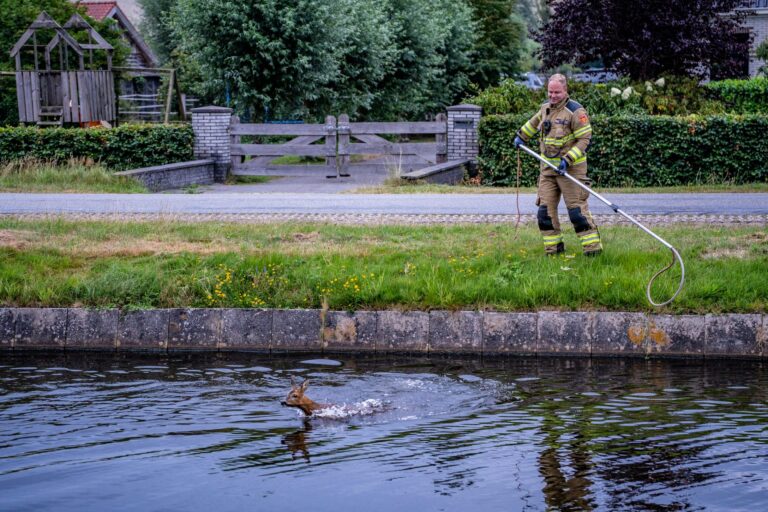Brandweer redt ree uit kanaal