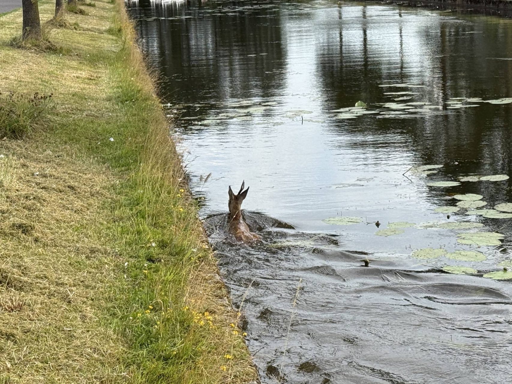 Ree belandt te water en klimt op eigen kracht weer op de kant