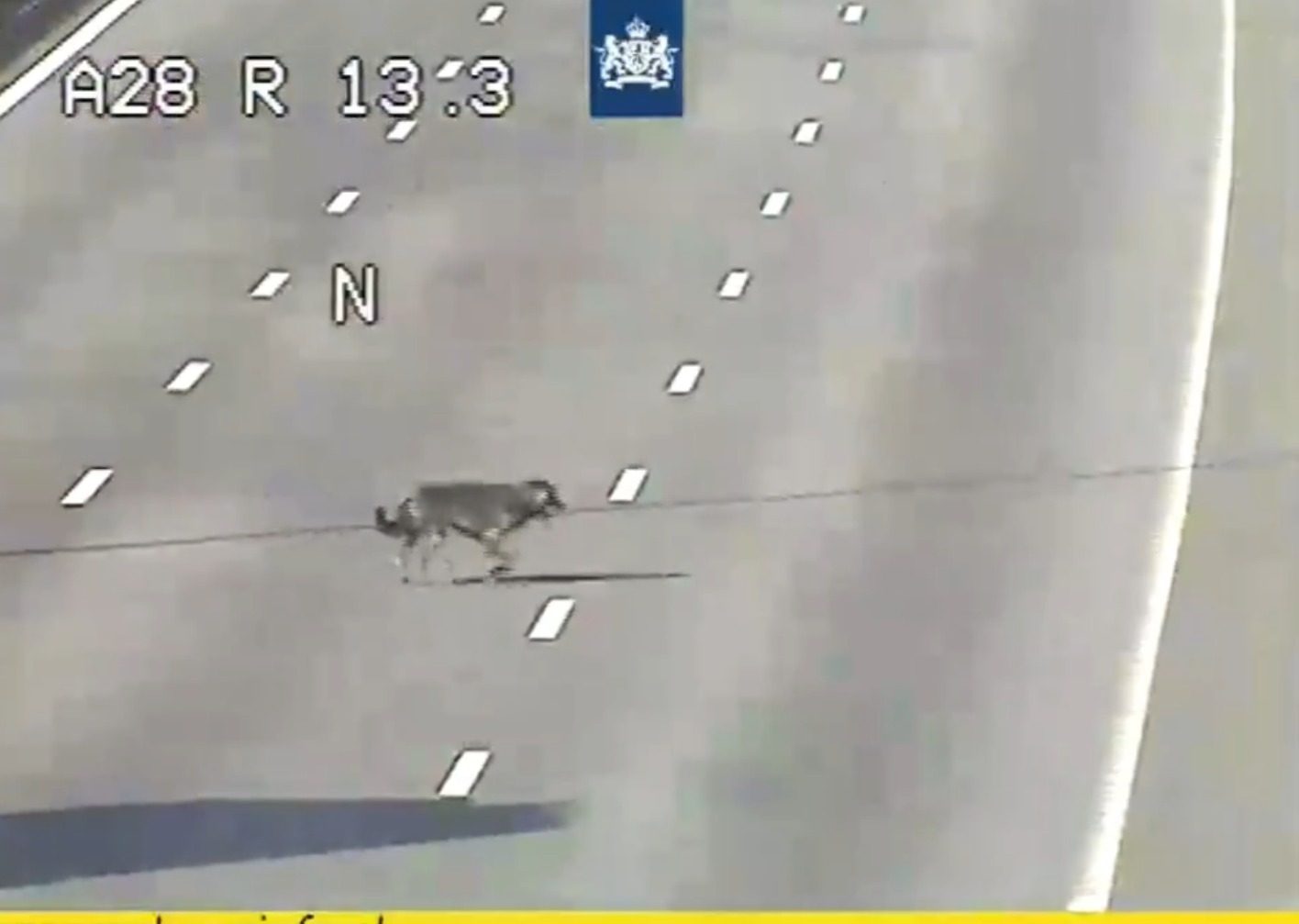 Loslopende hond legt snelweg tijdelijk stil