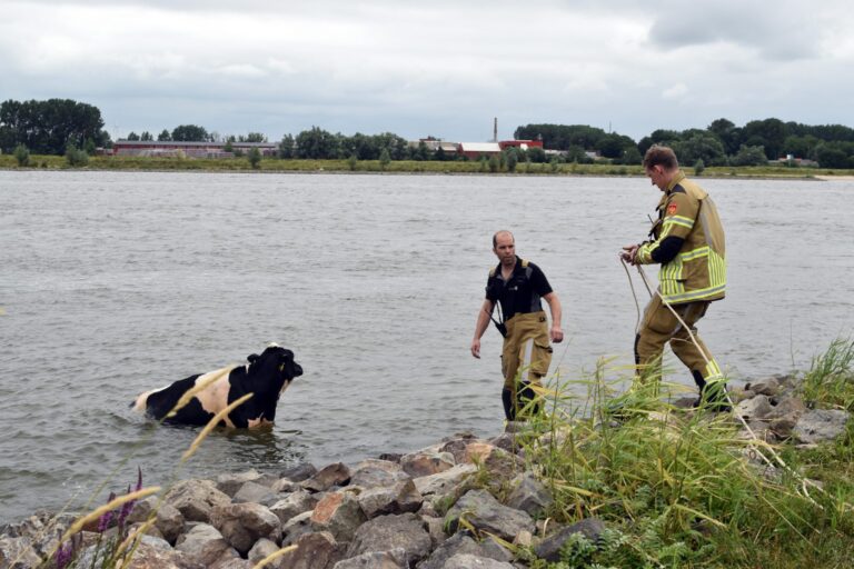 Brandweer redt koe uit snelstromende rivier