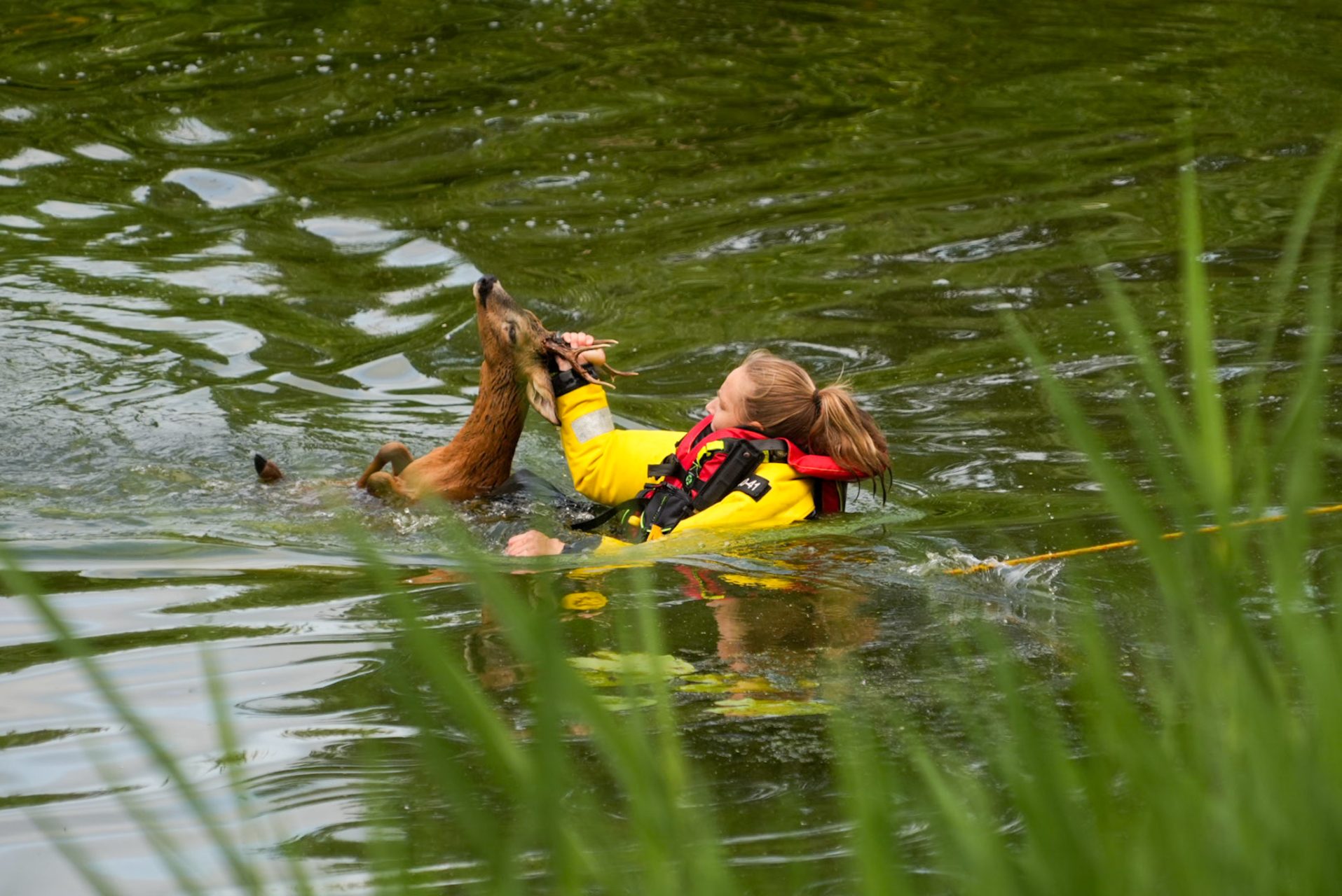 Brandweer redt ree uit kanaal
