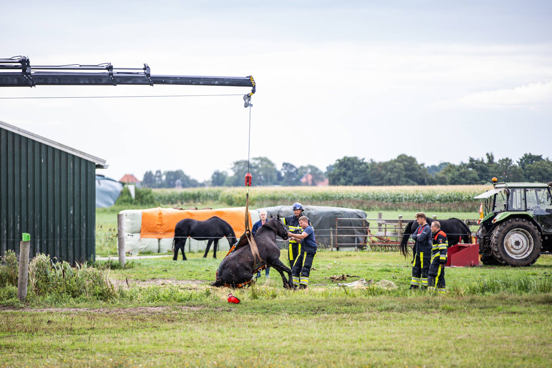 Paard belandt in sloot en wordt met kraan uit het water gehesen