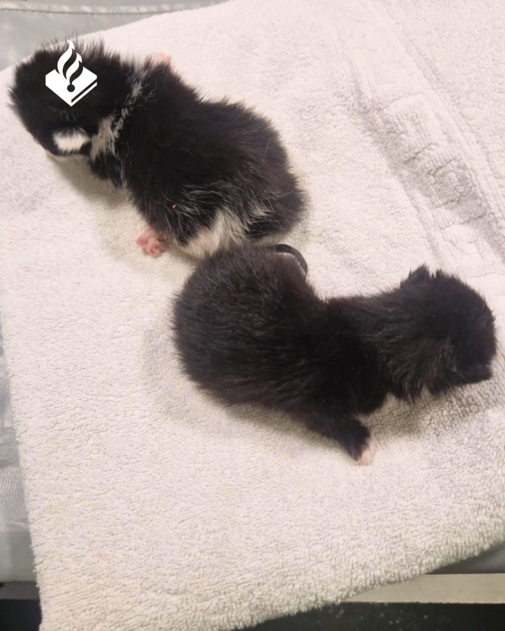 Twee kittens verminkt aangetroffen, politie onderzoekt menselijk handelen