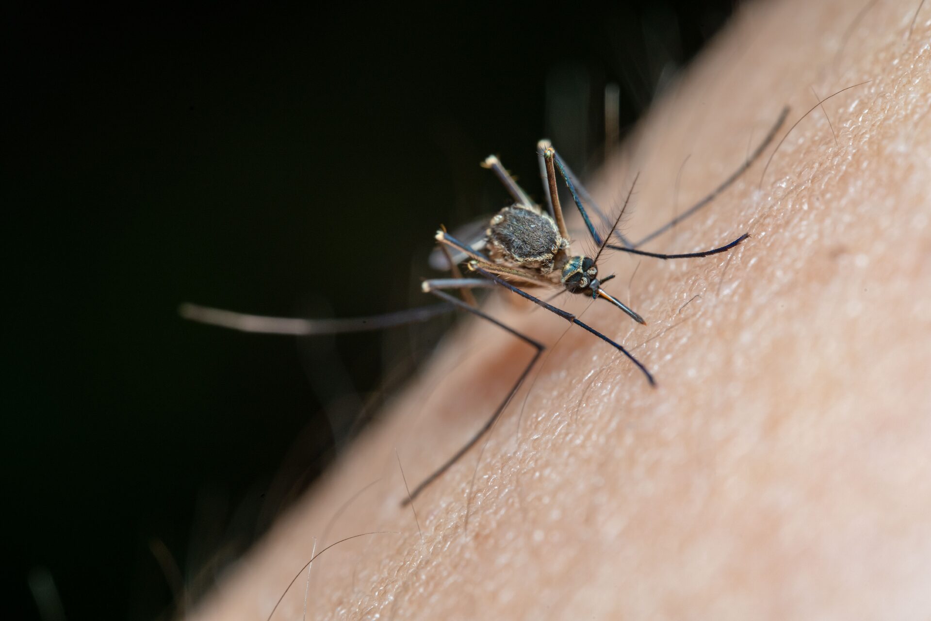 Westnijlvirus vastgesteld bij Nederlandse bloeddonor