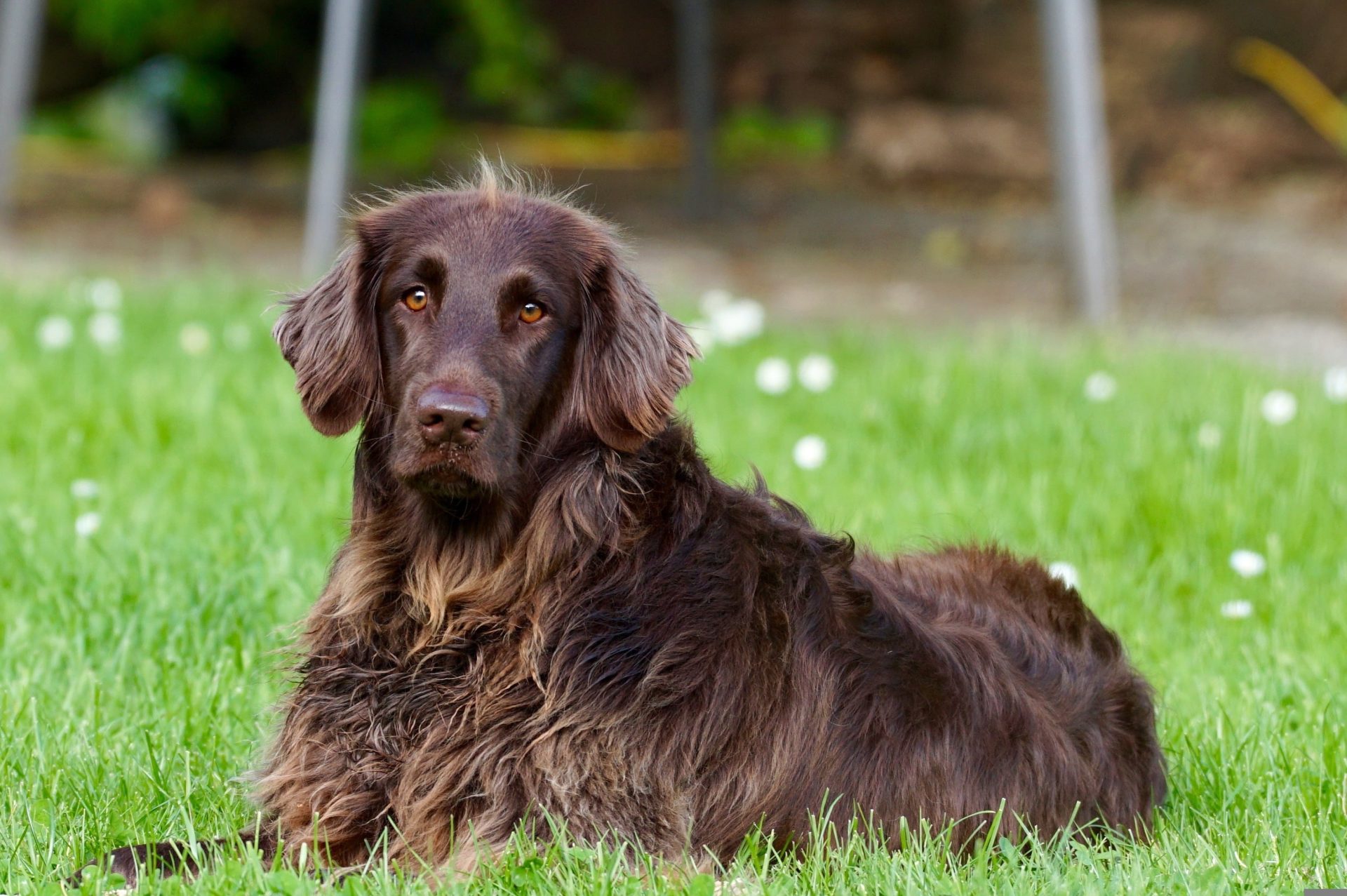 422737-german-longhaired-pointer-782498 - 112 Nederland
