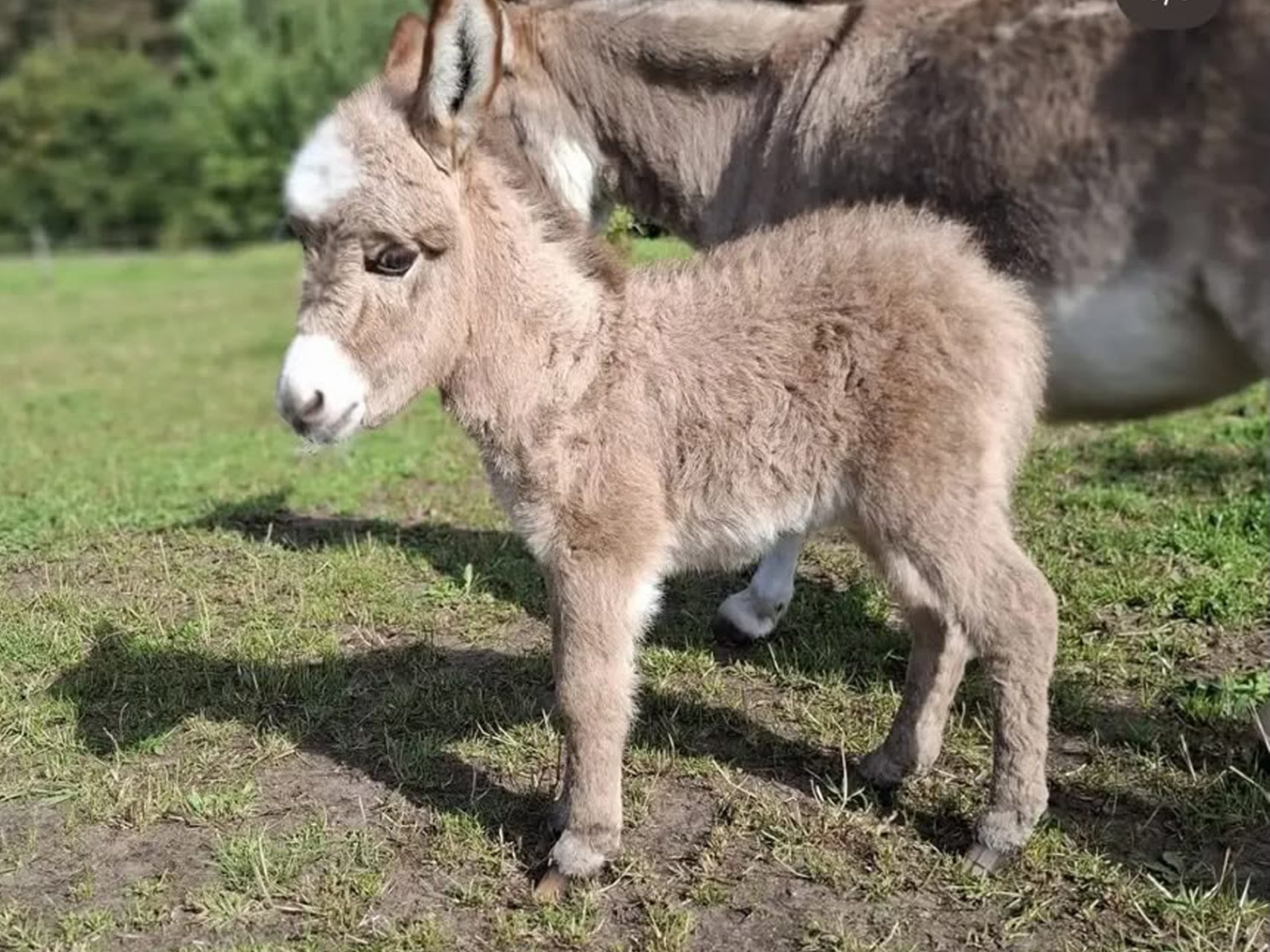 Vermist ezeltje Pleun doodgeschoten teruggevonden