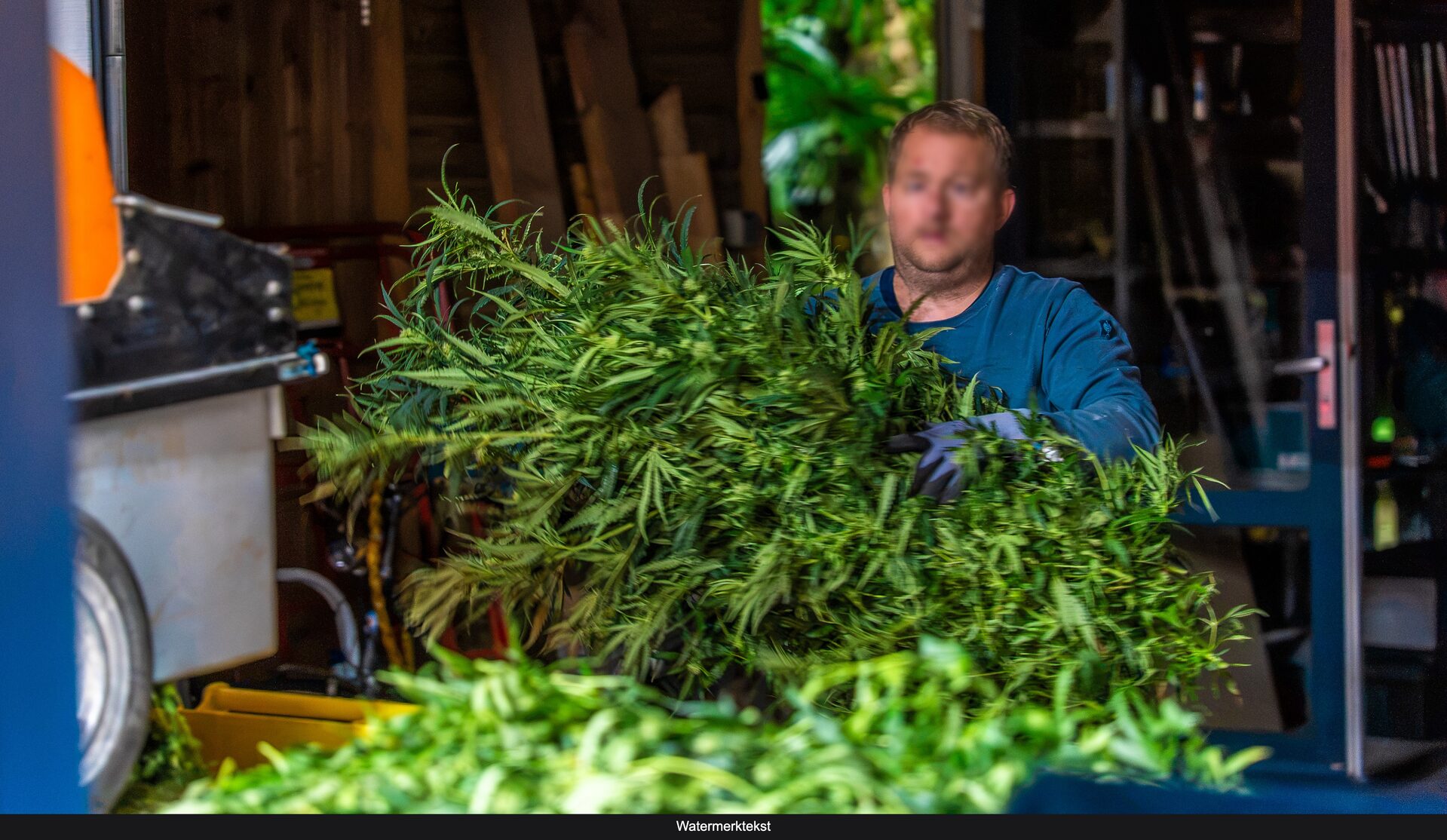Ondergrondse hennepkwekerij met 700 planten ontdekt