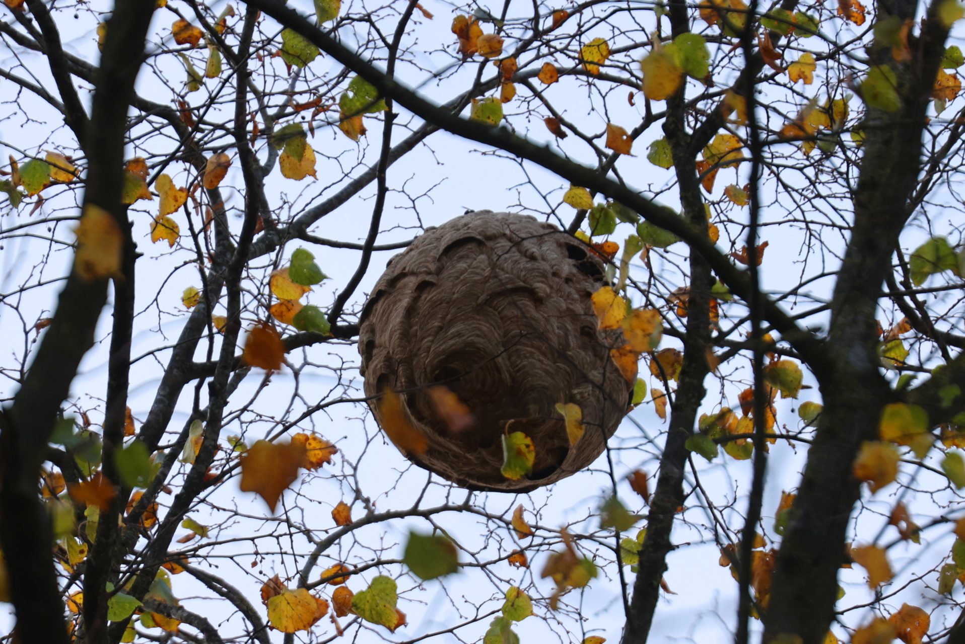 Derde nest van Aziatische hoornaar in één week tijd verwijderd