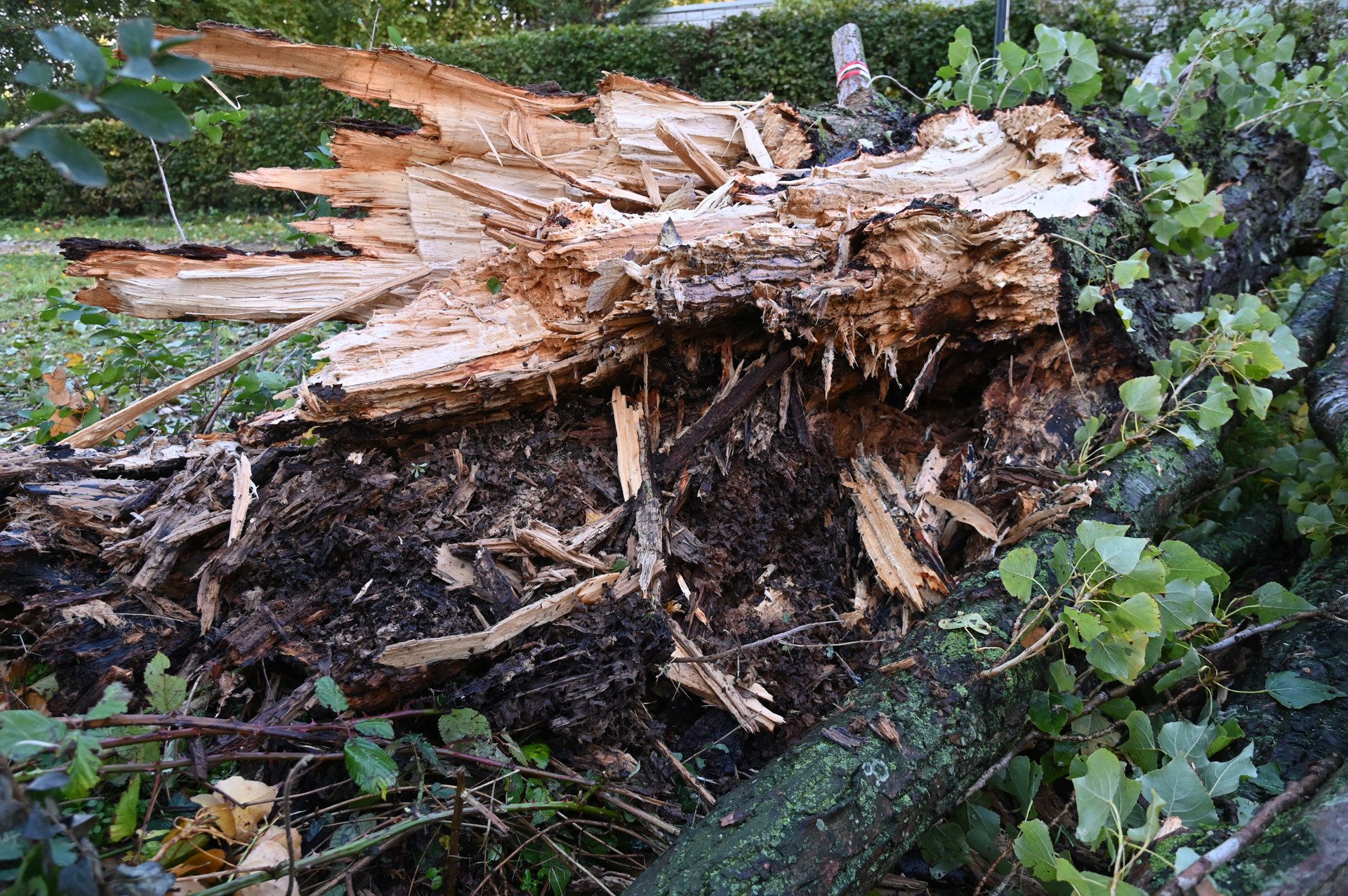 HEITINK_20261024_Enorme_boom_valt_tijdens_storm_op_woonwagen_van_Grad_Damen_in_Breda_kinderslaapkamer_zwaar_verwoest_2 - 112 Nederland