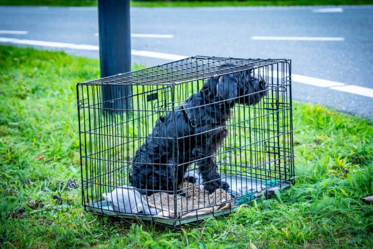 Zoektocht naar ontsnapte Schnauzer-pup Chopin na ongeval