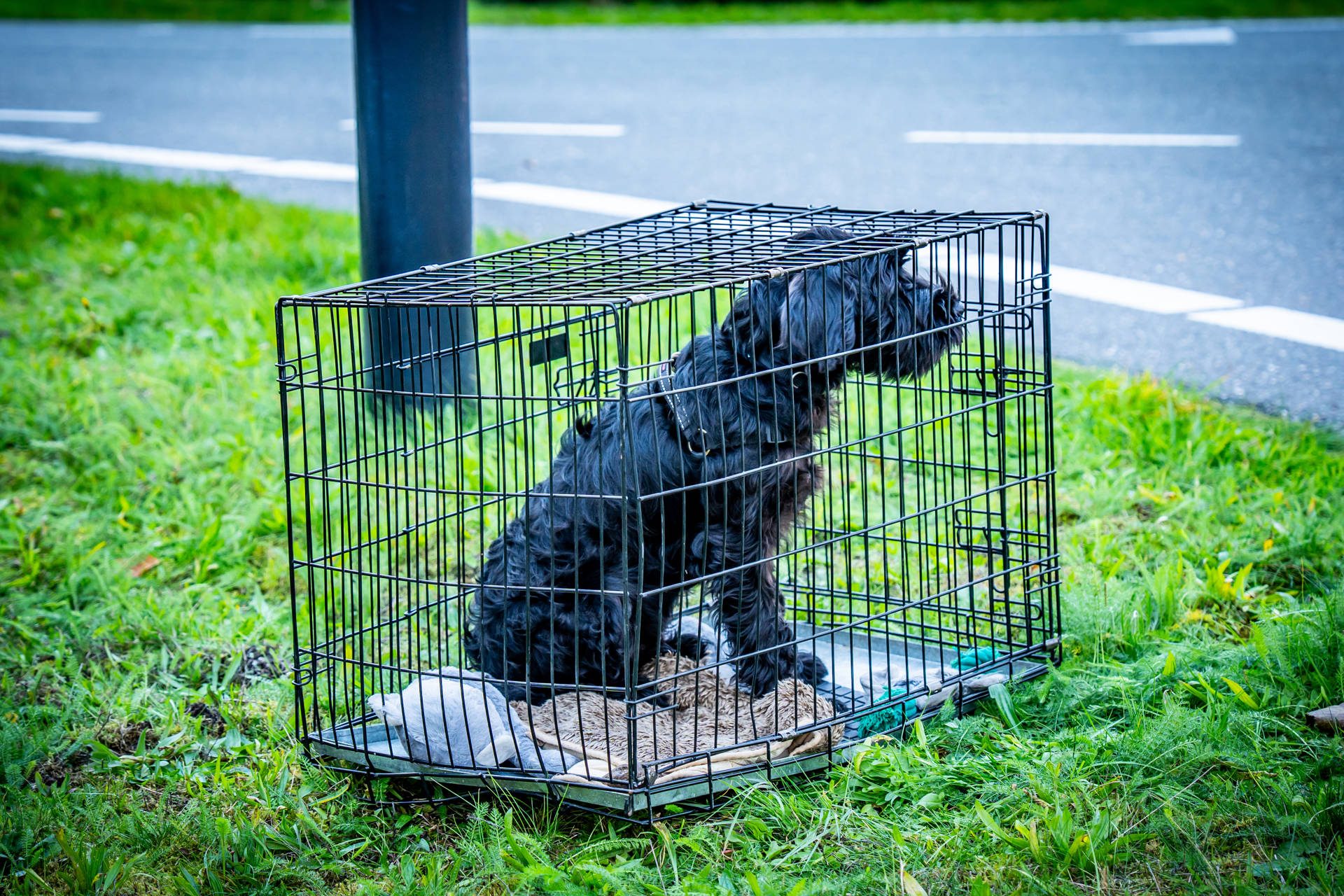 Zoektocht naar ontsnapte Schnauzer-pup Chopin na ongeval