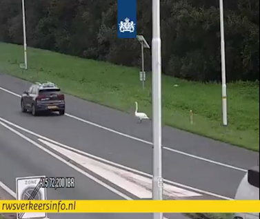 Eigenwijze zwaan speelt verstoppertje met Rijkswaterstaat op de snelweg