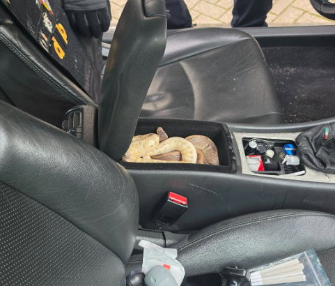 Politie ontdekt twee pythons in middenconsole van auto, achterin zitten ook levende muizen